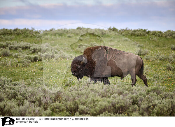 Amerikanischer Bison / american buffalo / JR-06259