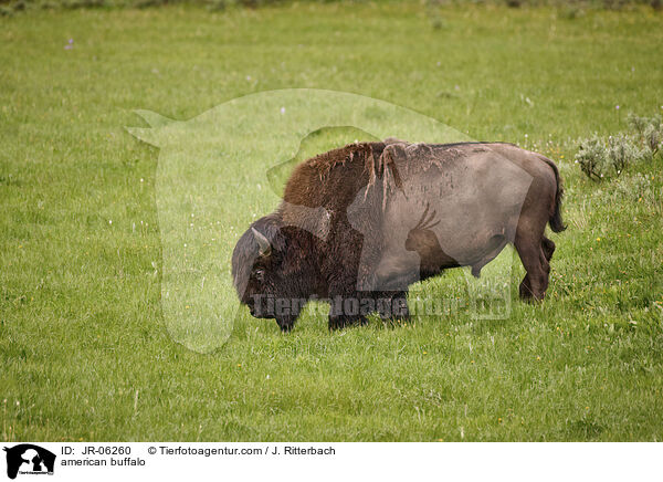 american buffalo / JR-06260