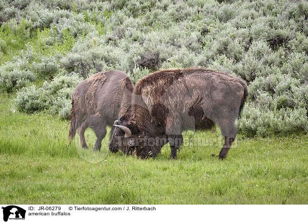 Amerikanische Bisons / american buffalos / JR-06279