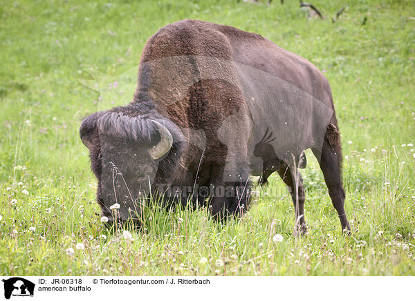 american buffalo / JR-06318