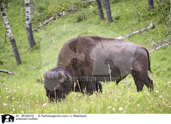 american buffalo / JR-06319