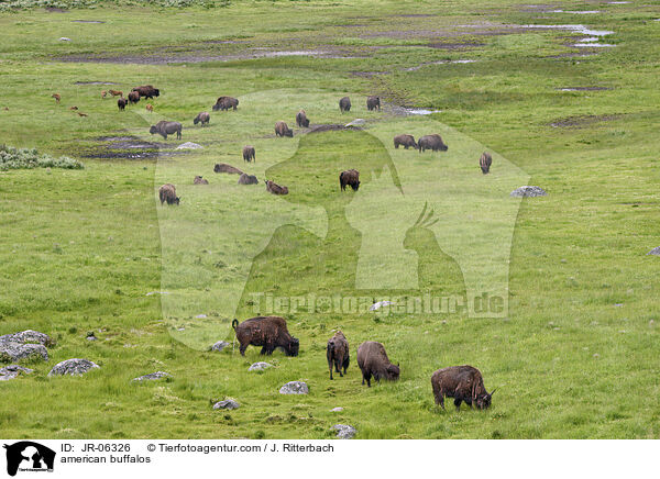 Amerikanische Bisons / american buffalos / JR-06326