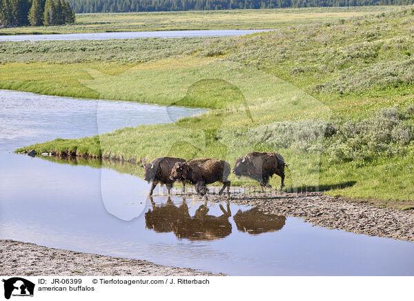 Amerikanische Bisons / american buffalos / JR-06399