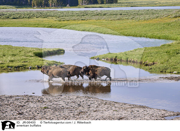 Amerikanische Bisons / american buffalos / JR-06400