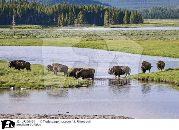 Amerikanische Bisons / american buffalos / JR-06401