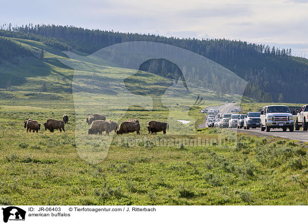 Amerikanische Bisons / american buffalos / JR-06403
