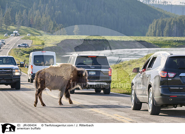 Amerikanischer Bison / american buffalo / JR-06404