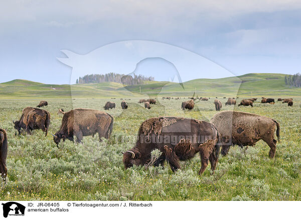 american buffalos / JR-06405