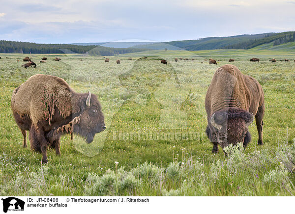 Amerikanische Bisons / american buffalos / JR-06406