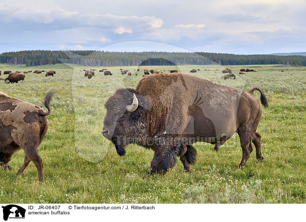 Amerikanische Bisons / american buffalos / JR-06407