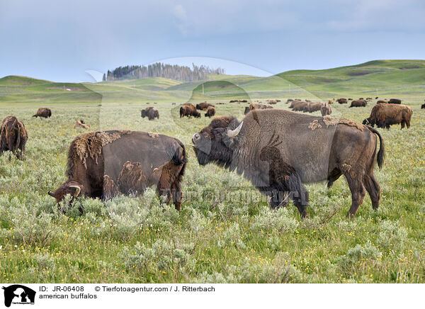 Amerikanische Bisons / american buffalos / JR-06408