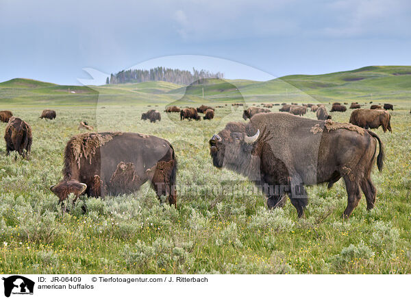 Amerikanische Bisons / american buffalos / JR-06409