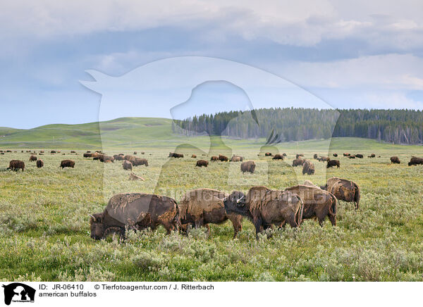 Amerikanische Bisons / american buffalos / JR-06410
