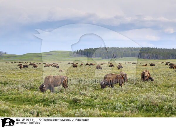 Amerikanische Bisons / american buffalos / JR-06411