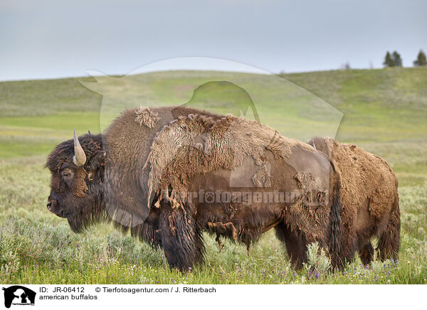 american buffalos / JR-06412