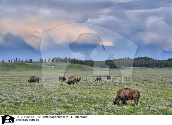 Amerikanische Bisons / american buffalos / JR-06413