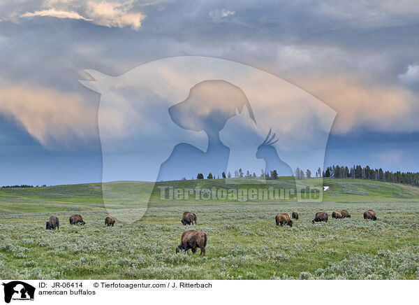 Amerikanische Bisons / american buffalos / JR-06414