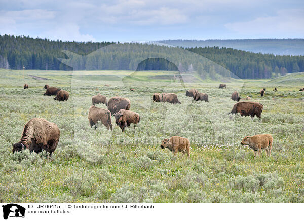 Amerikanische Bisons / american buffalos / JR-06415