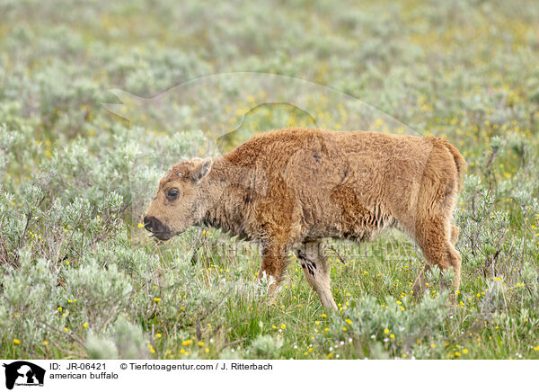 Amerikanischer Bison / american buffalo / JR-06421