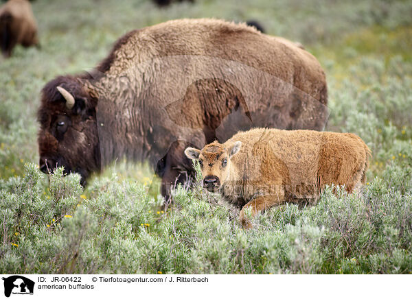 Amerikanische Bisons / american buffalos / JR-06422