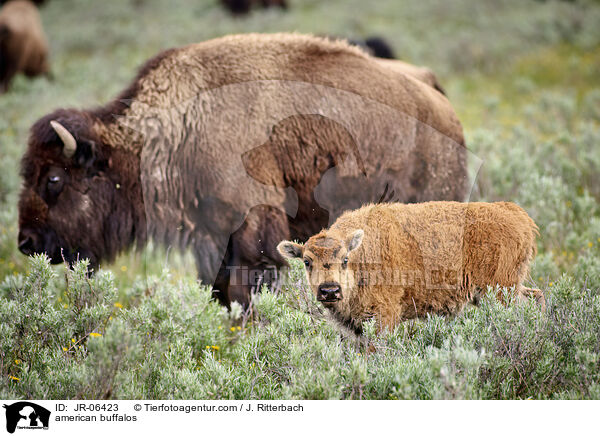 Amerikanische Bisons / american buffalos / JR-06423