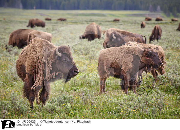 Amerikanische Bisons / american buffalos / JR-06425