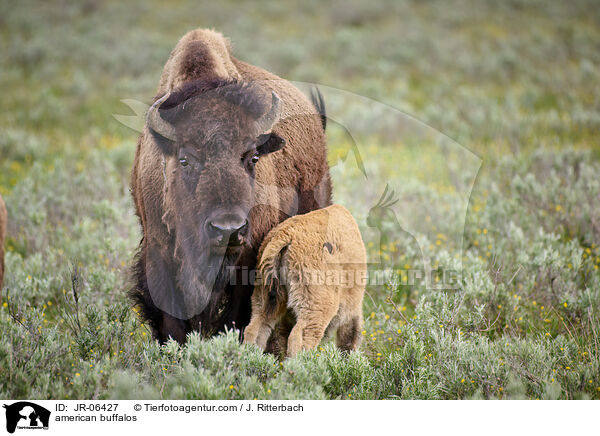 Amerikanische Bisons / american buffalos / JR-06427