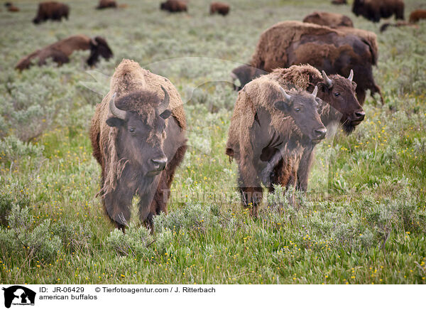 american buffalos / JR-06429