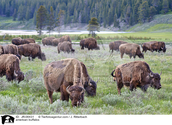 Amerikanische Bisons / american buffalos / JR-06431