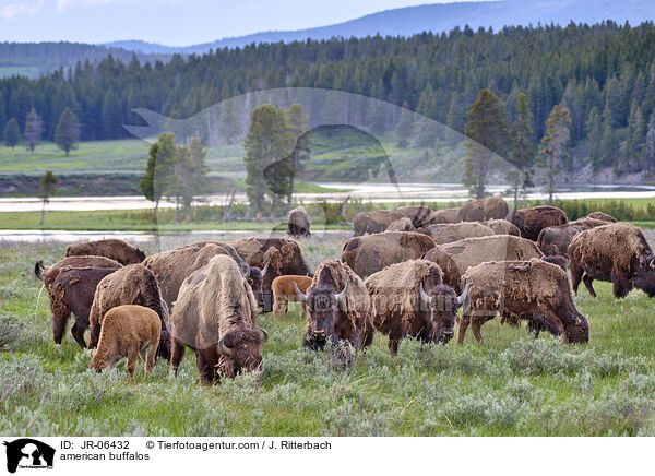 Amerikanische Bisons / american buffalos / JR-06432