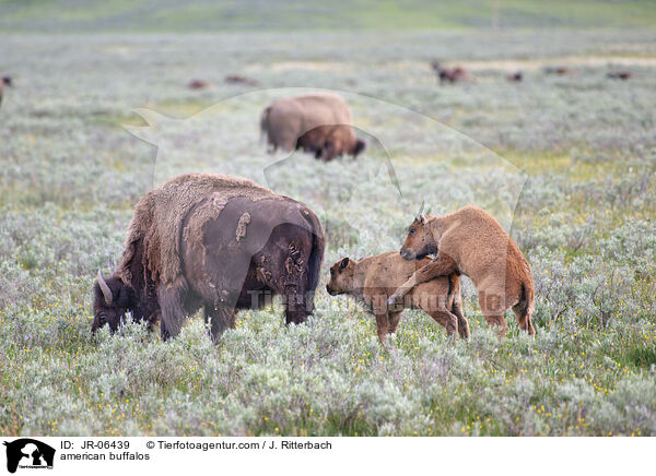 Amerikanische Bisons / american buffalos / JR-06439