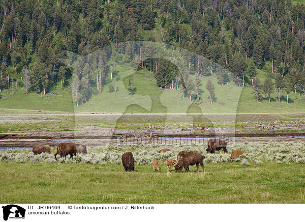 Amerikanische Bisons / american buffalos / JR-06469