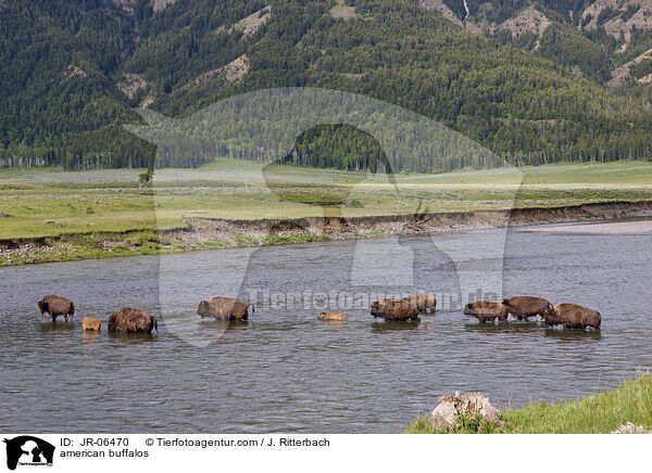 Amerikanische Bisons / american buffalos / JR-06470