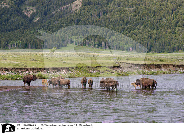 Amerikanische Bisons / american buffalos / JR-06472