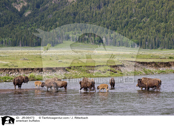 Amerikanische Bisons / american buffalos / JR-06473