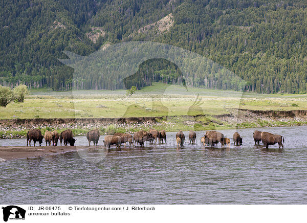 american buffalos / JR-06475