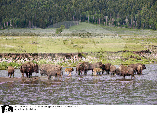 american buffalos / JR-06477