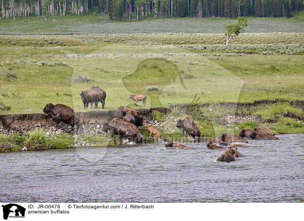 Amerikanische Bisons / american buffalos / JR-06478