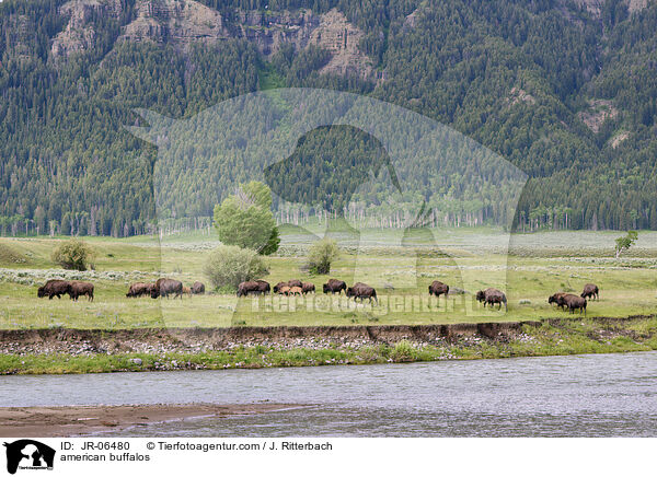 Amerikanische Bisons / american buffalos / JR-06480