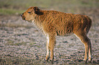 young american bison