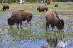 american bisons