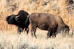 bisons