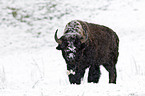 american bison