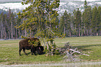 american bison