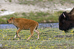 american bisons