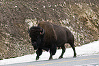 american bison