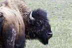 american bison