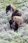 american bison