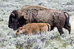 american bisons