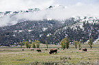 american bisons